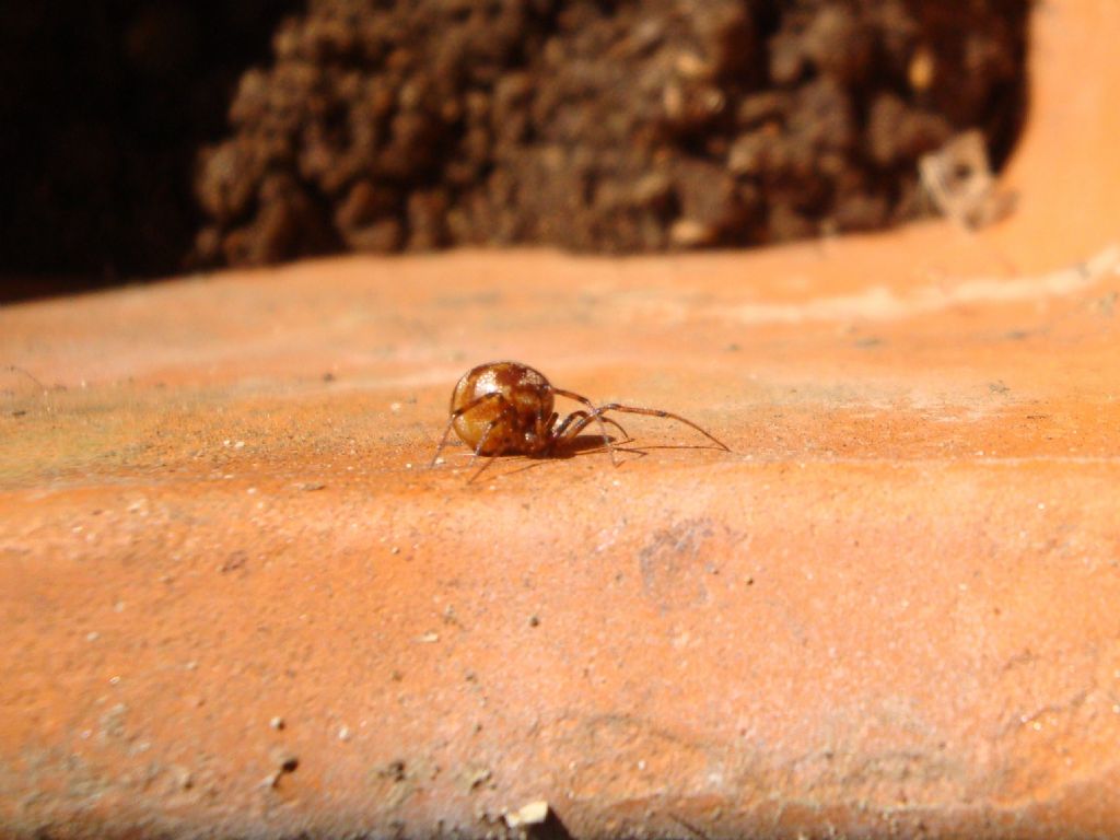 Steatoda triangulosa - S Giuliano N. (AL)